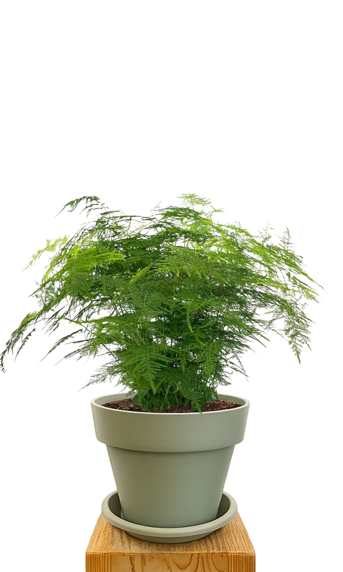 Plant kit 30 Green